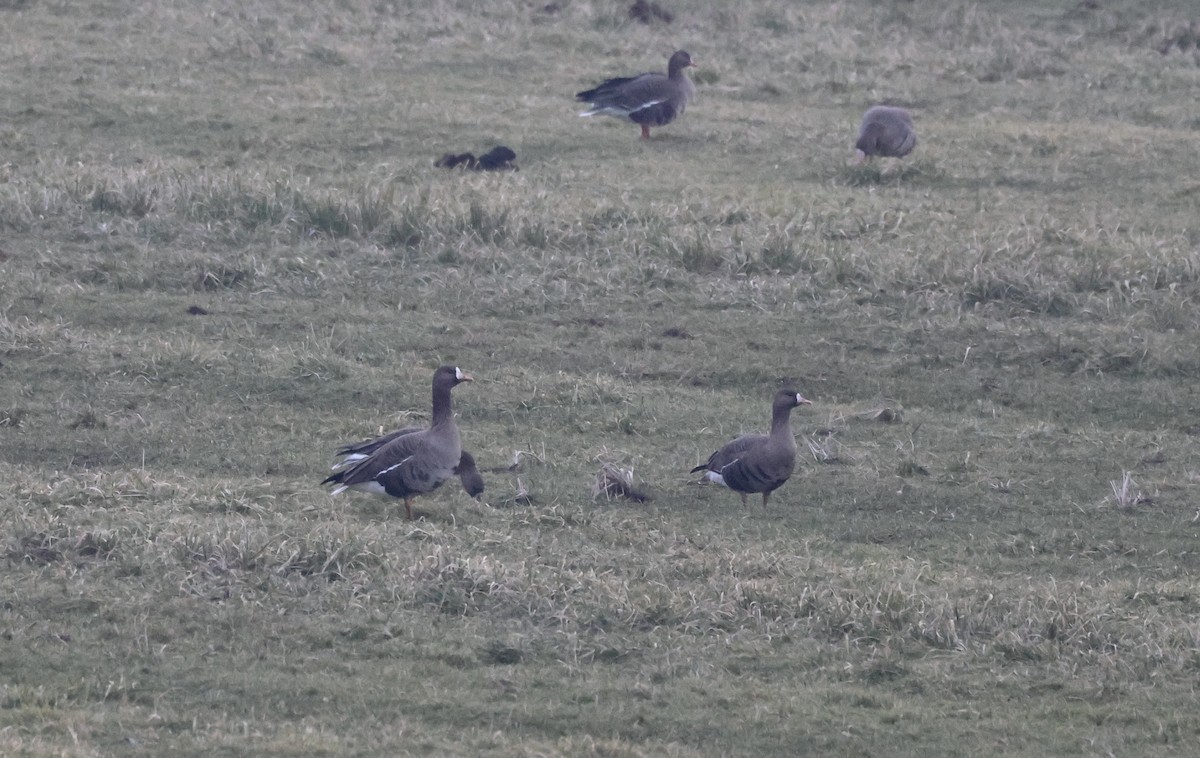 Гуска білолоба - ML631257242