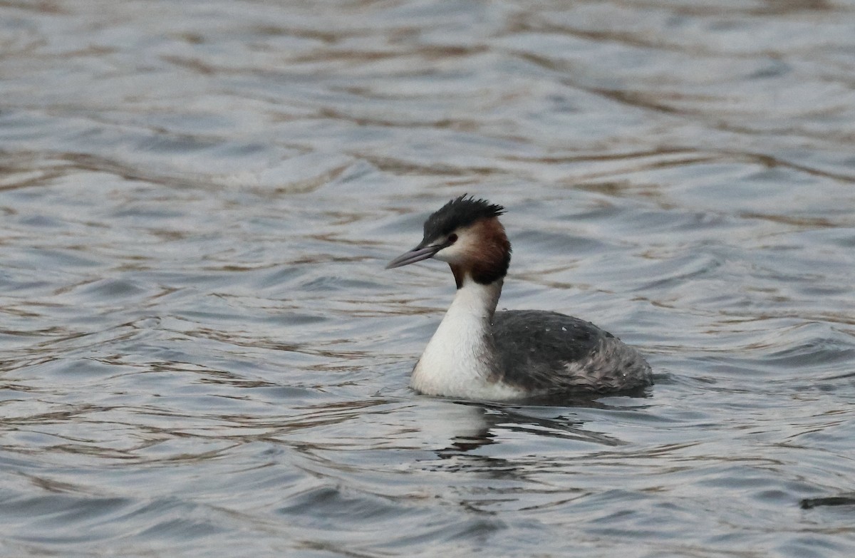 Пірникоза велика - ML631257248