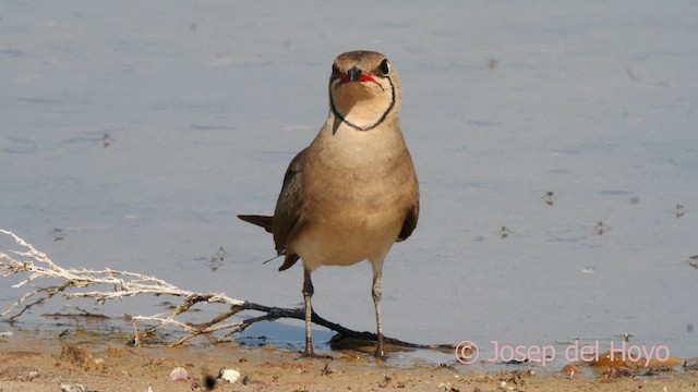 Collared Pratincole - ML631257355