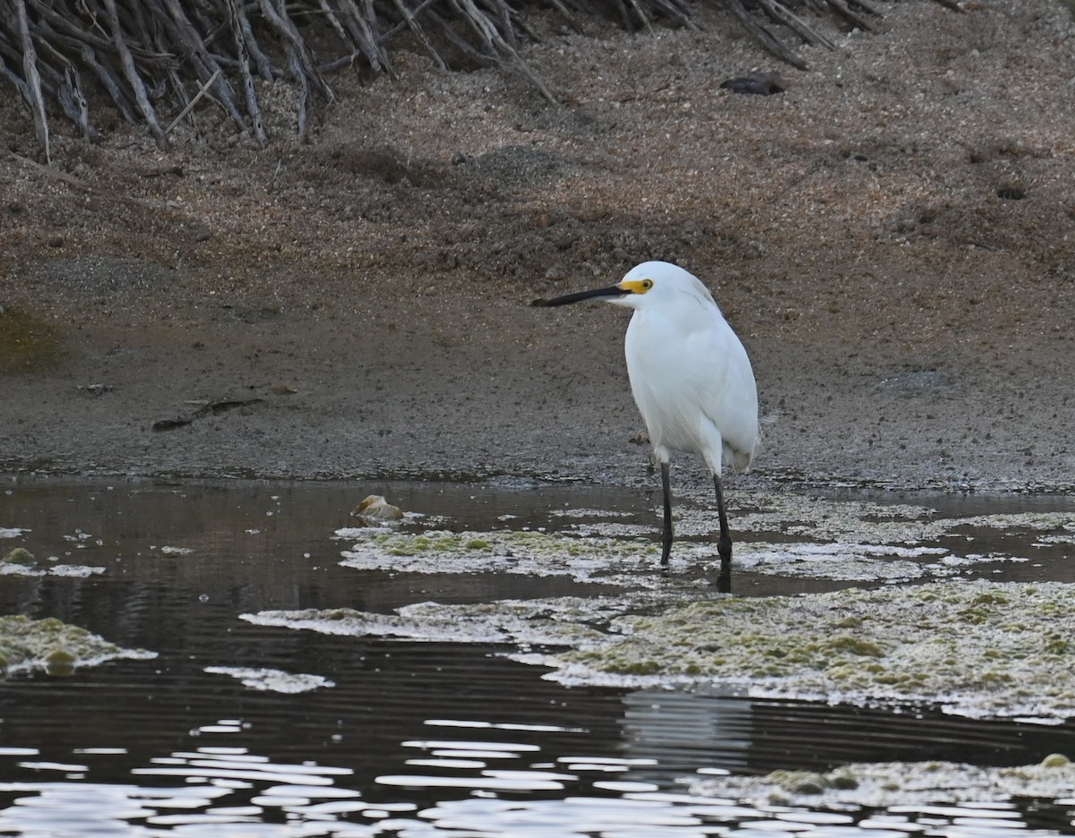 Snowy Egret - ML631257401