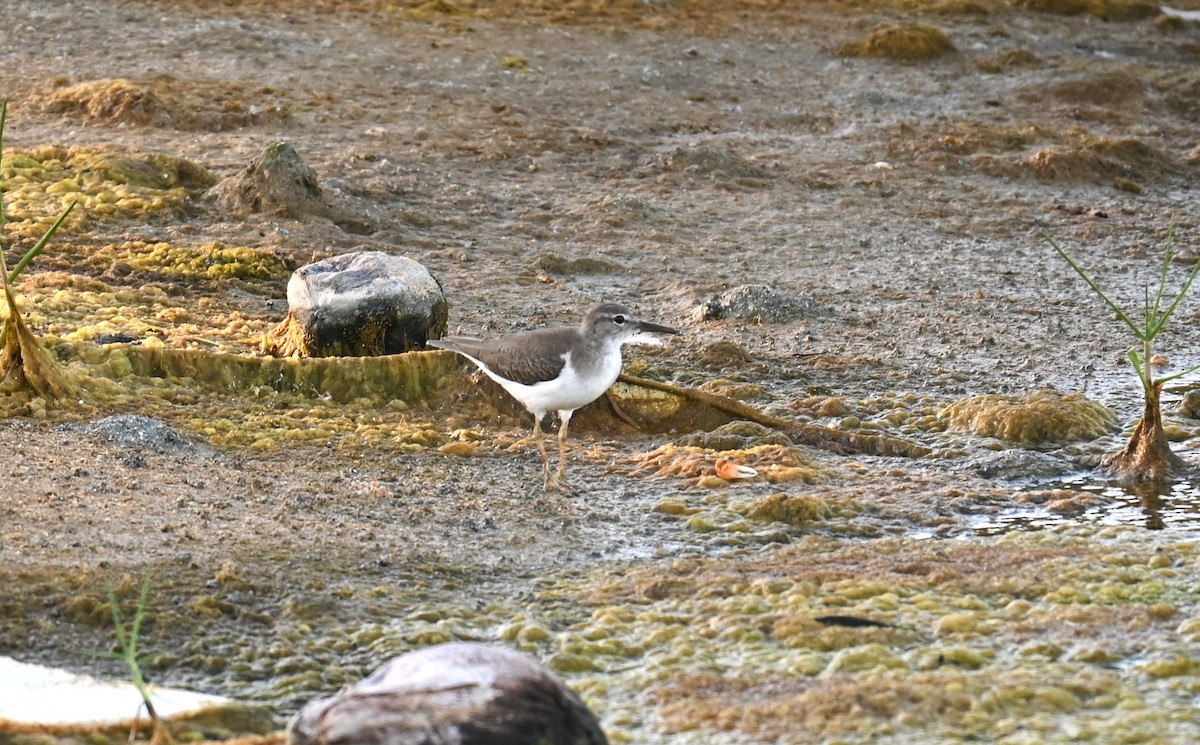 Spotted Sandpiper - ML631257430
