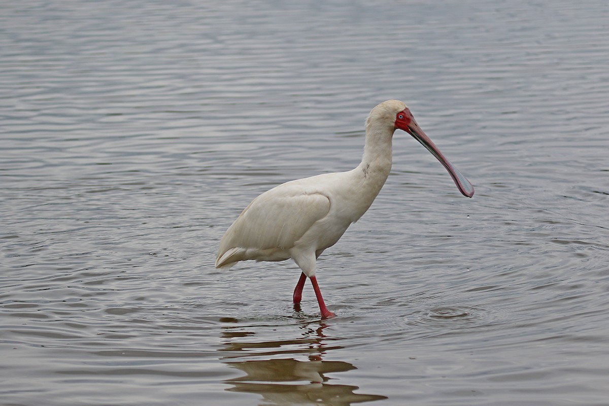African Spoonbill - ML631257515