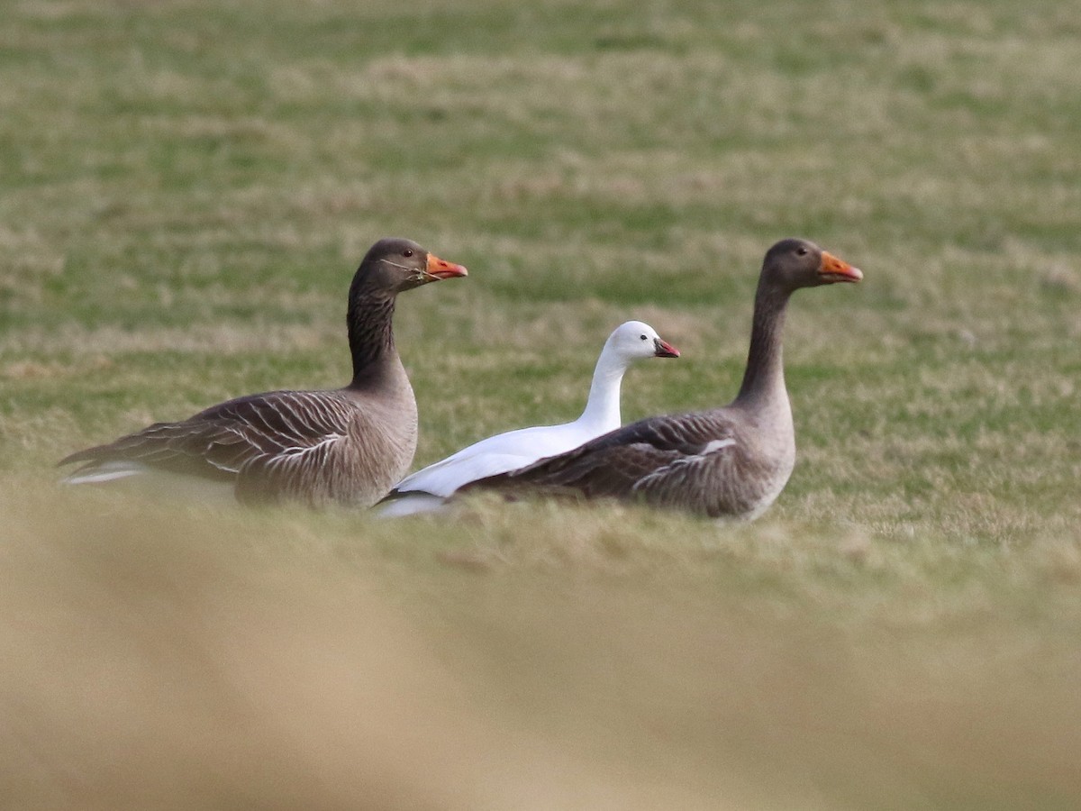 Ross's Goose - ML631257522
