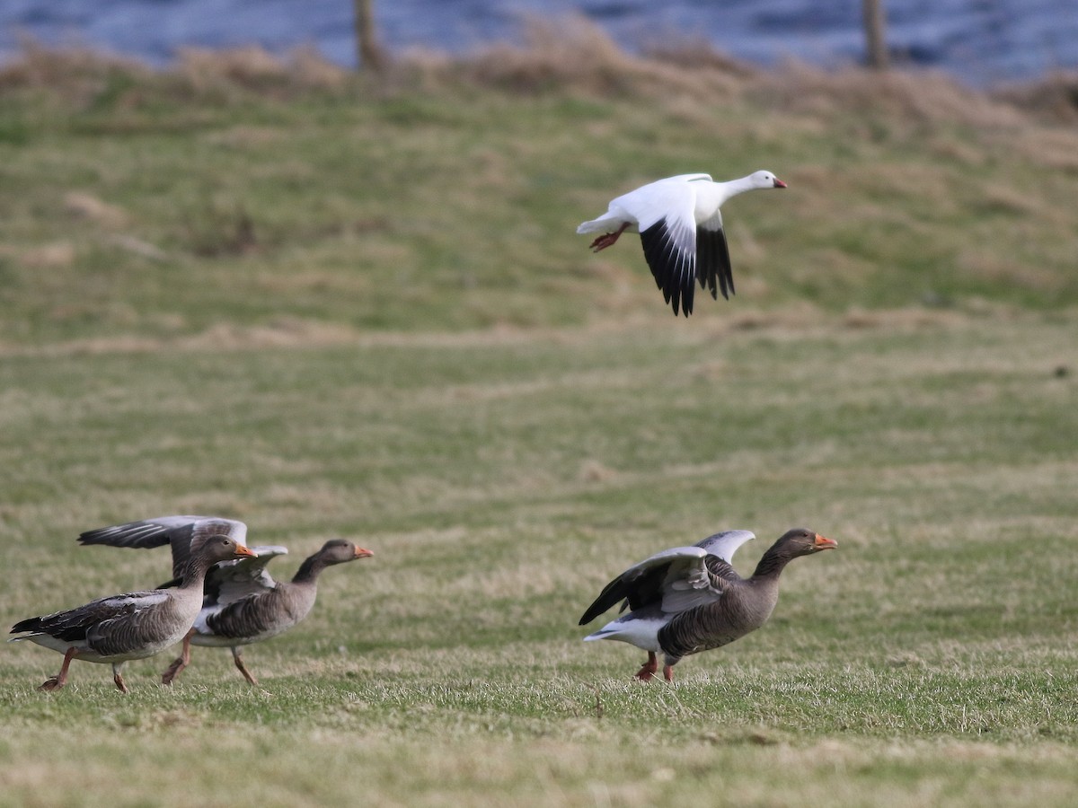 Ross's Goose - ML631257534
