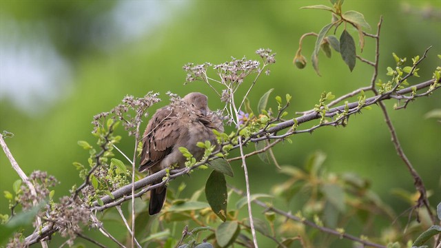 Plain-breasted Ground Dove - ML631257593