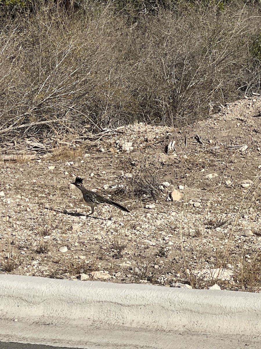 Greater Roadrunner - ML631257602