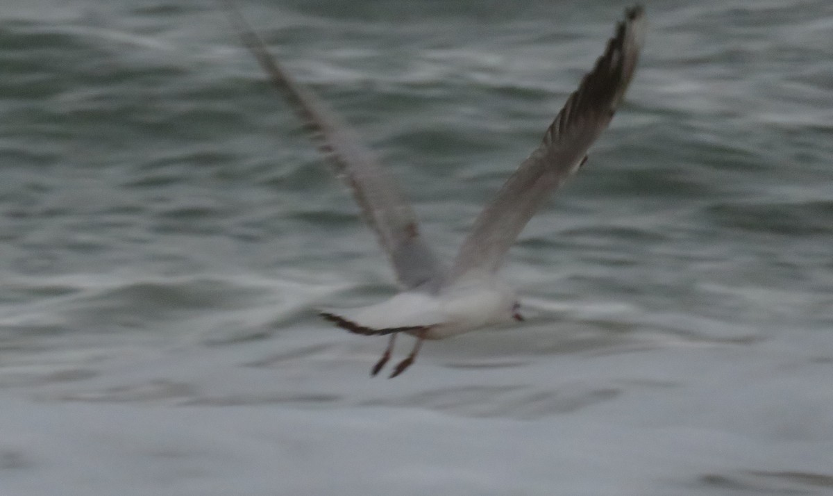 Black-headed Gull - ML631257604