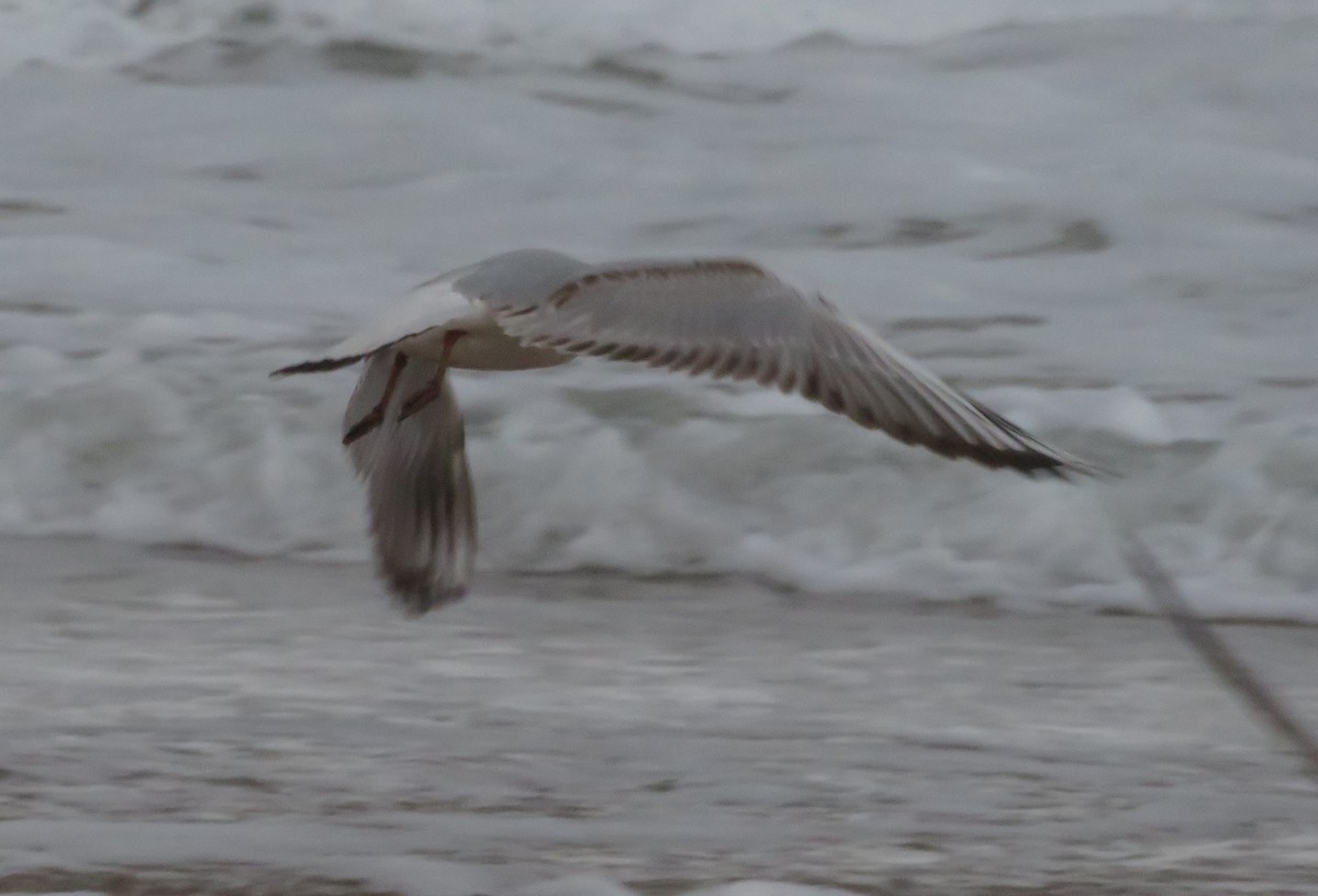 Black-headed Gull - ML631257605