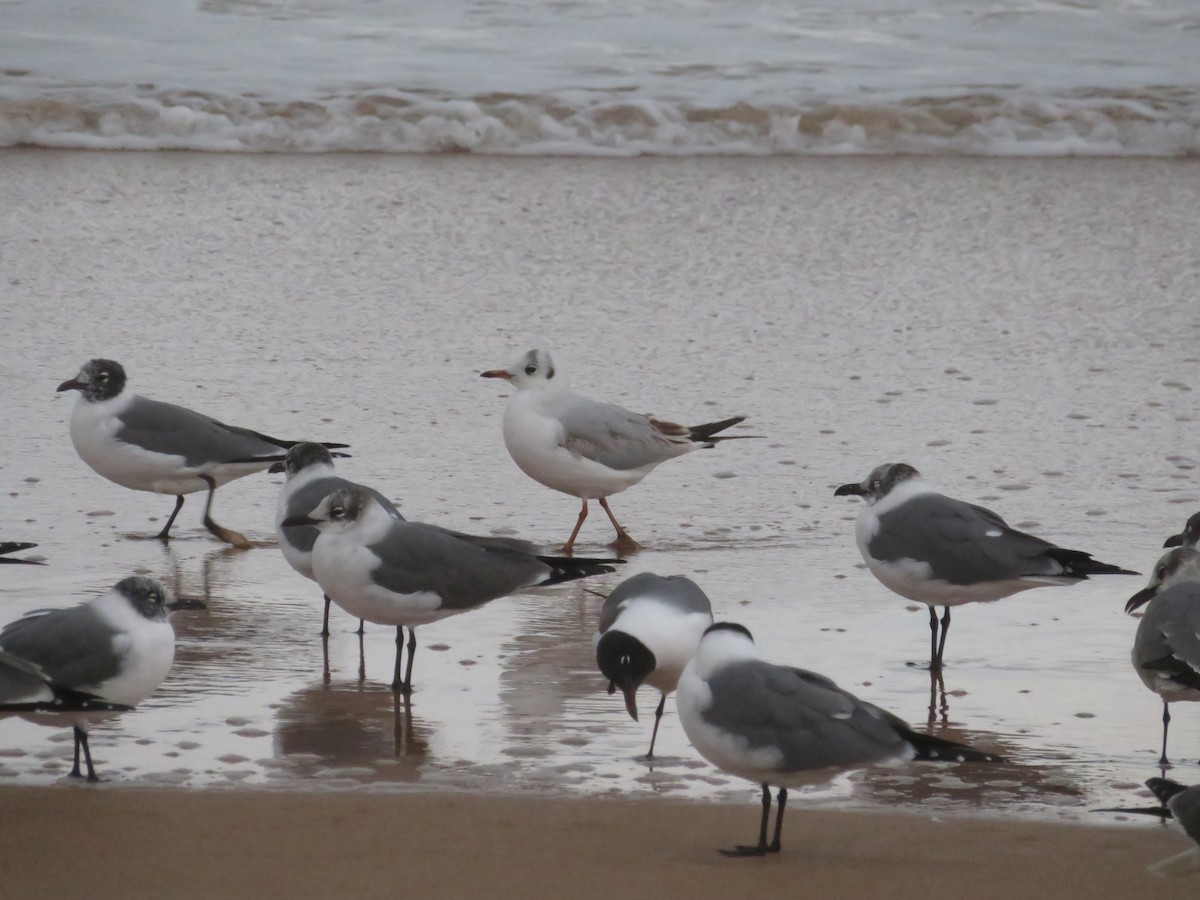 Black-headed Gull - ML631257606