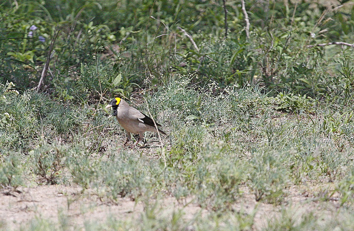 Wattled Starling - ML631257622