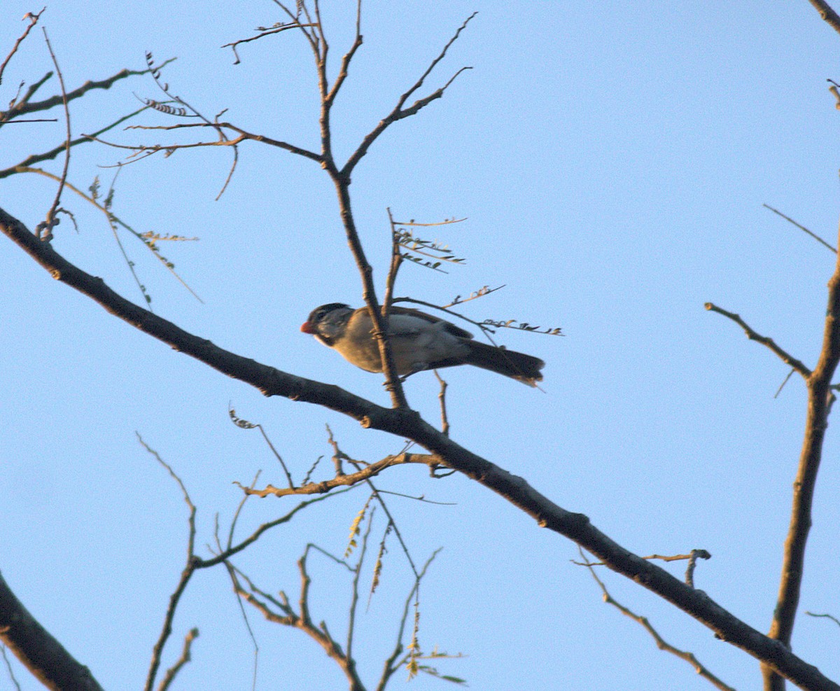 Gray-headed Parrotbill - ML631257639