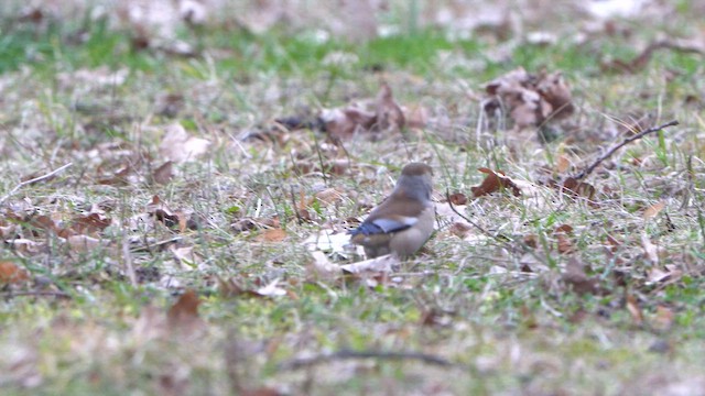 Hawfinch - ML631257662