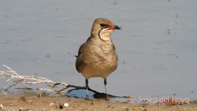 Collared Pratincole - ML631257722
