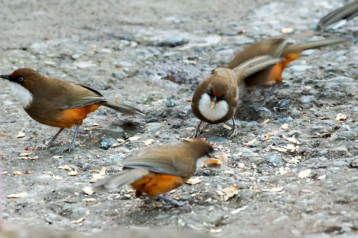 White-throated Laughingthrush - ML631257775