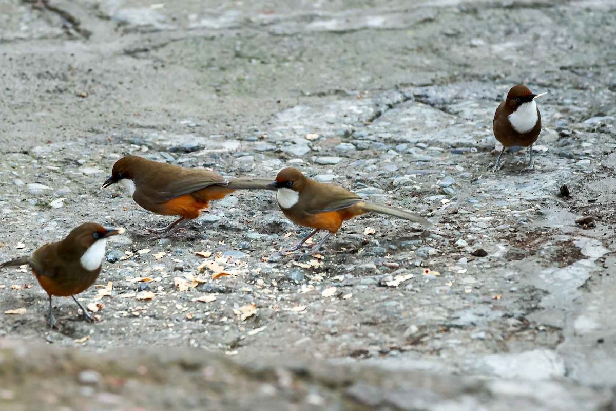 White-throated Laughingthrush - ML631257776