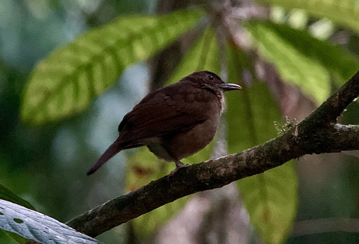 Cocoa Thrush - ML631257777