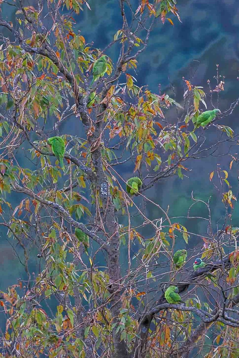Slaty-headed Parakeet - ML631257780
