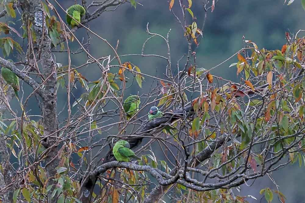 Slaty-headed Parakeet - ML631257781