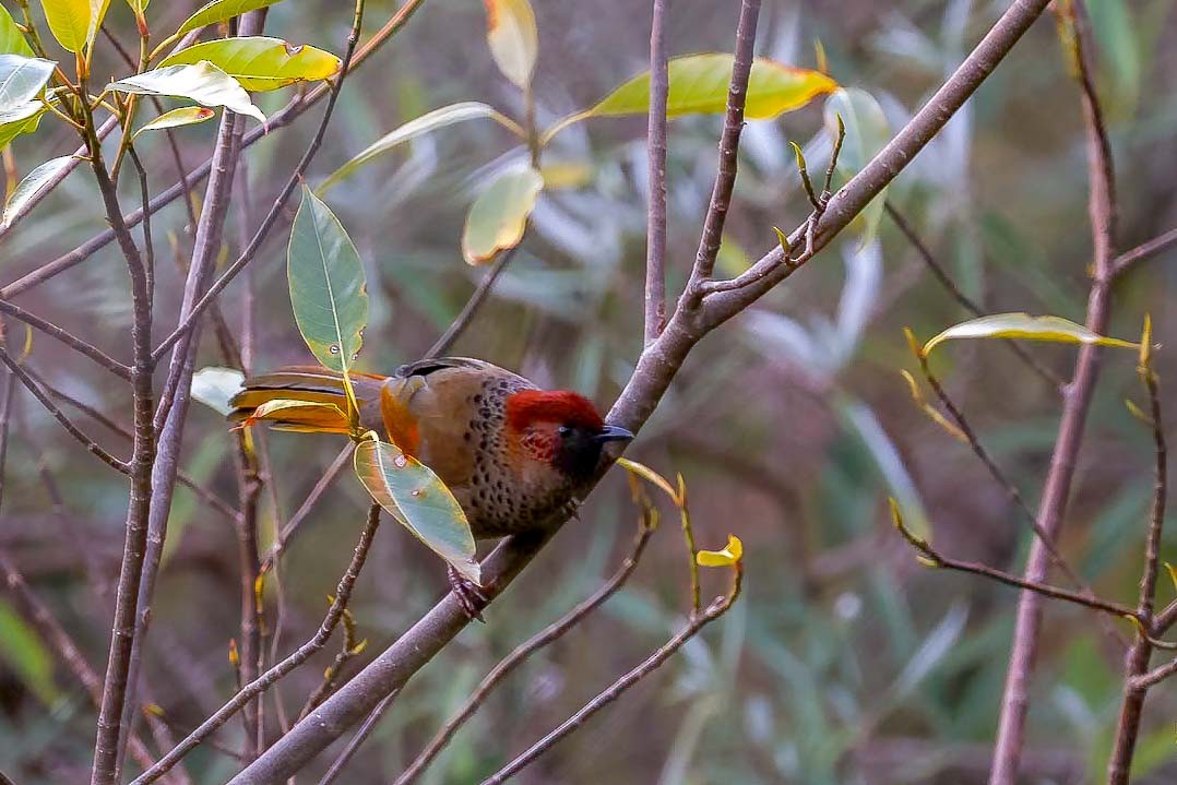 Chestnut-crowned Laughingthrush - ML631257785