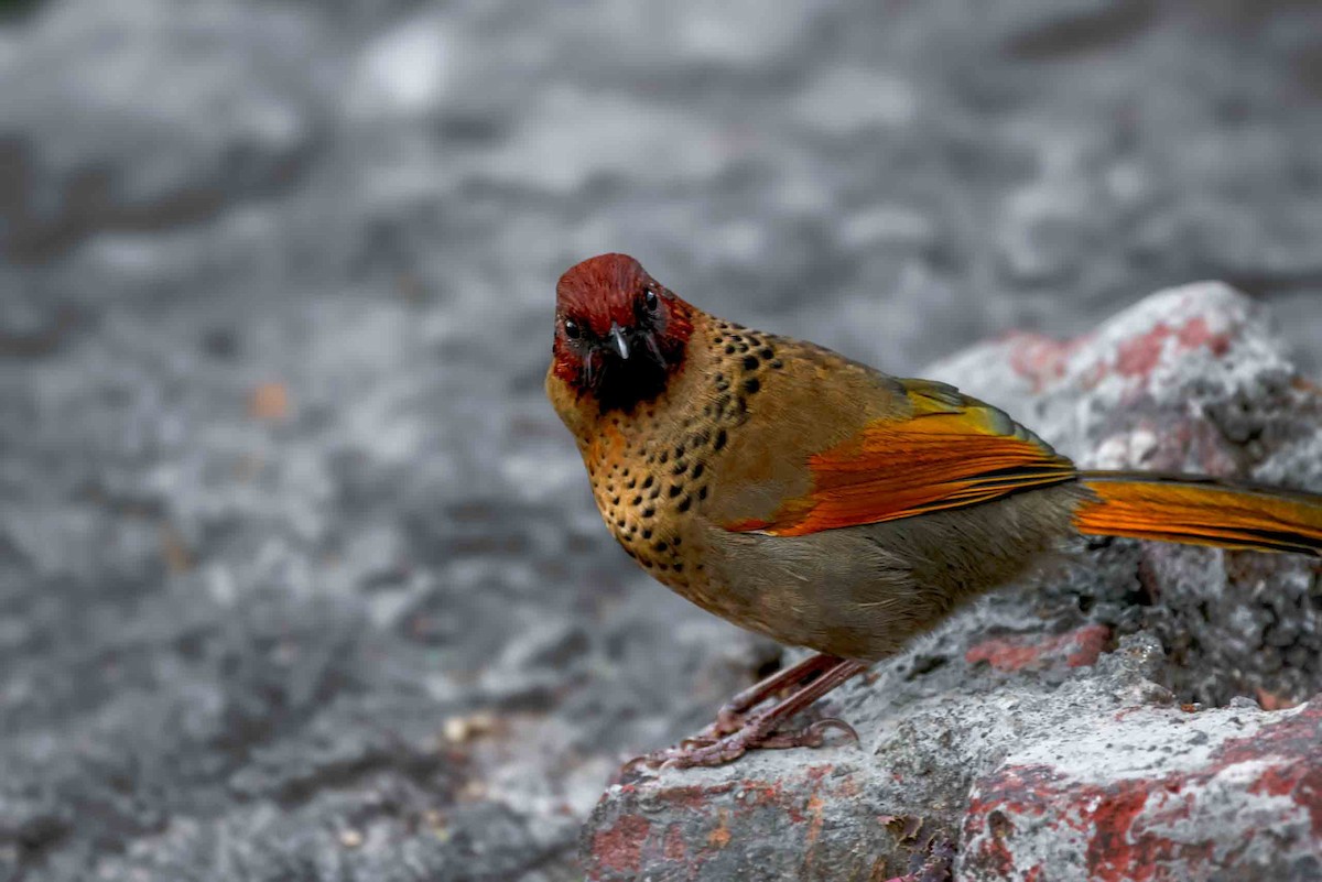 Chestnut-crowned Laughingthrush - ML631257786