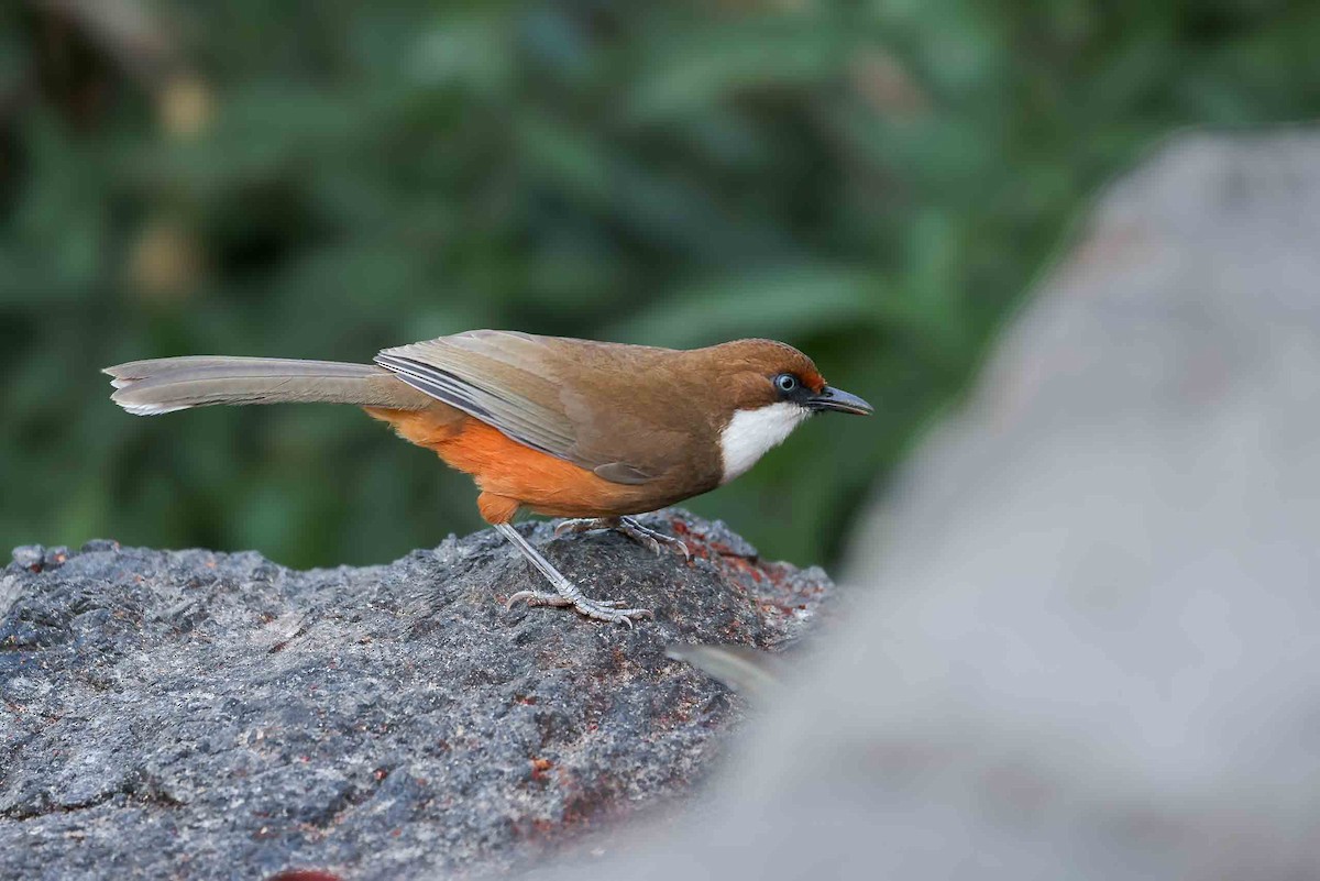 White-throated Laughingthrush - ML631257788