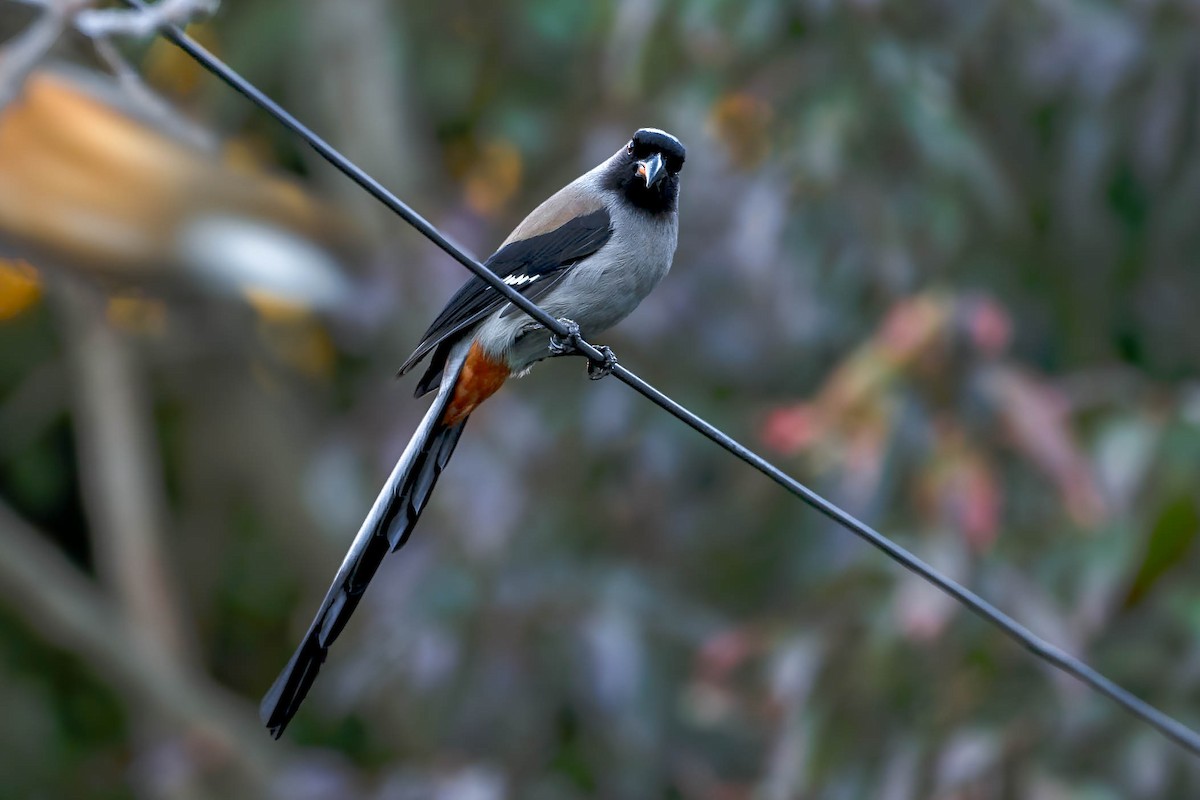 Gray Treepie - ML631257789