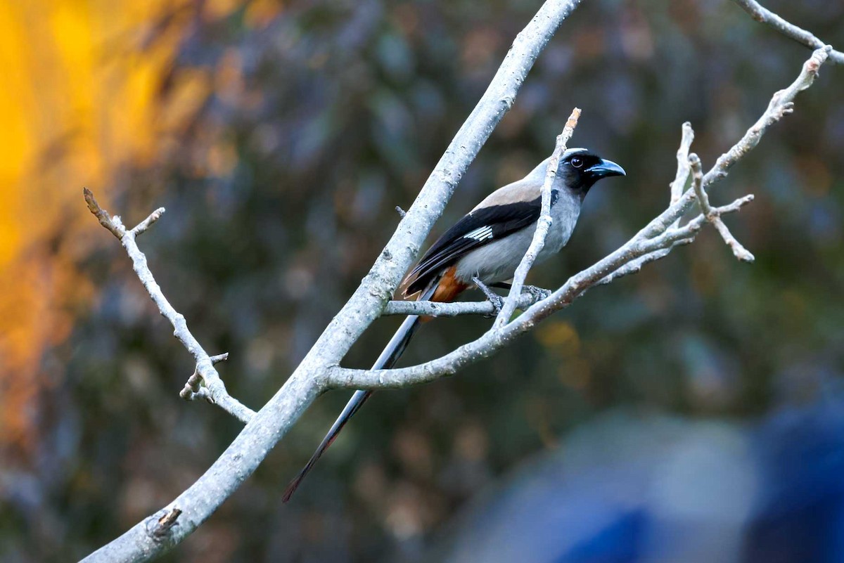 Gray Treepie - ML631257792