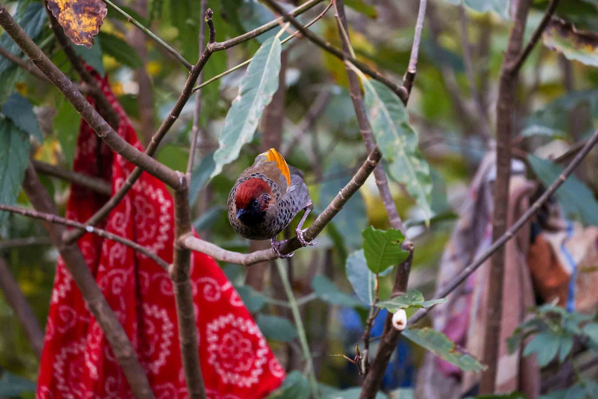 Chestnut-crowned Laughingthrush - ML631257794