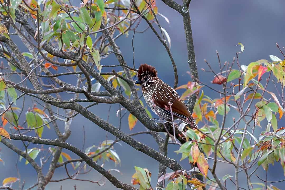 Striated Laughingthrush - ML631257805
