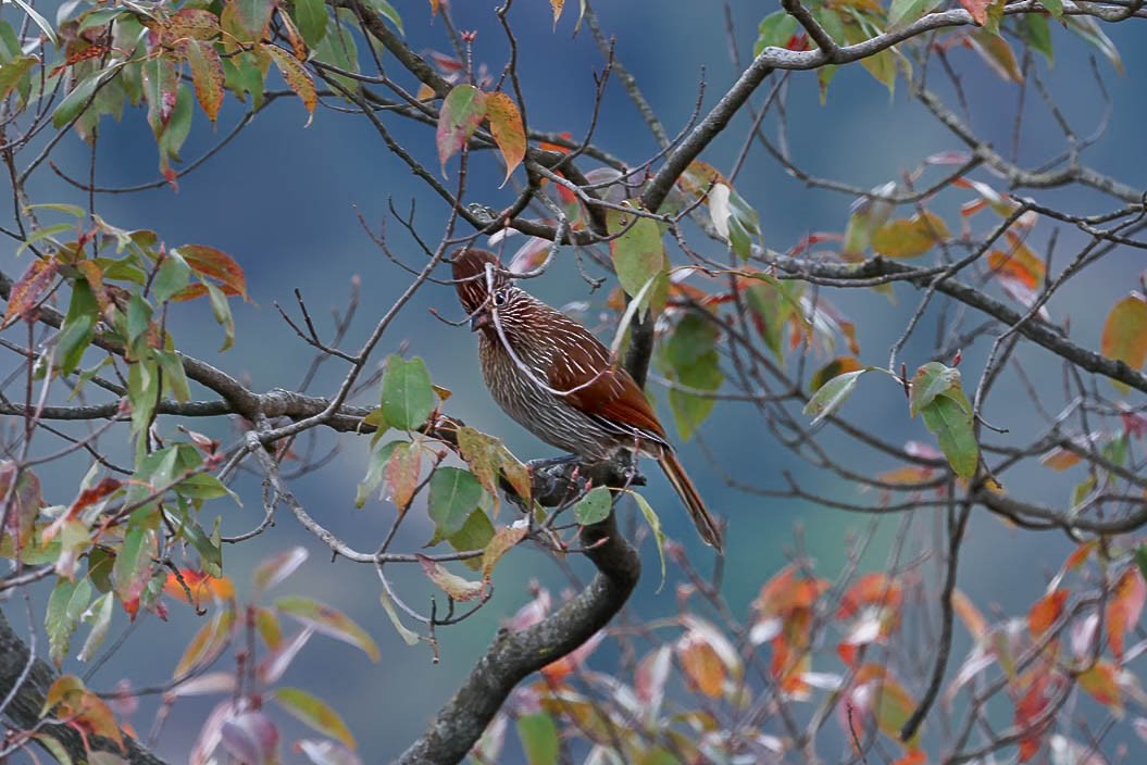 Striated Laughingthrush - ML631257807