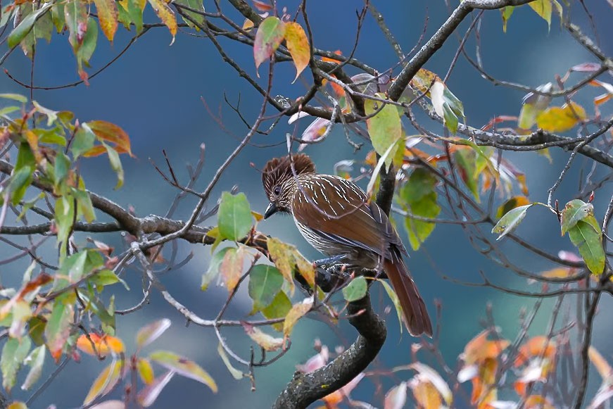 Striated Laughingthrush - ML631257809