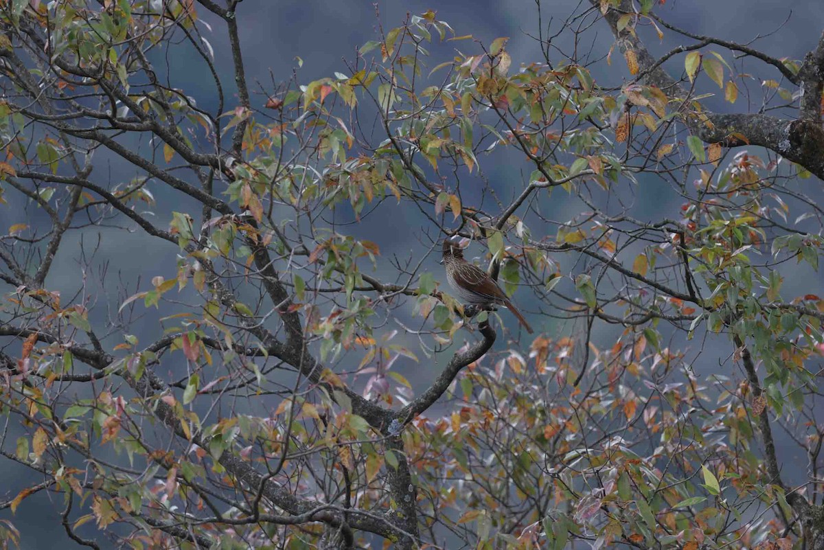 Striated Laughingthrush - ML631257810