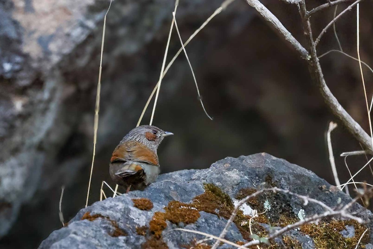 Streaked Laughingthrush - ML631257814