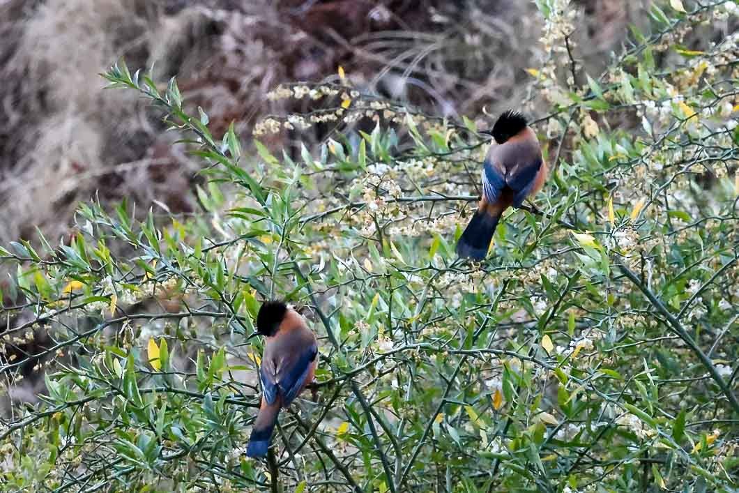 Rufous Sibia - ML631257827