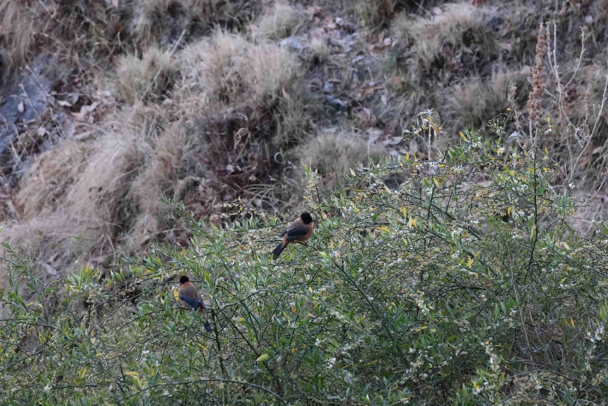 Rufous Sibia - ML631257828