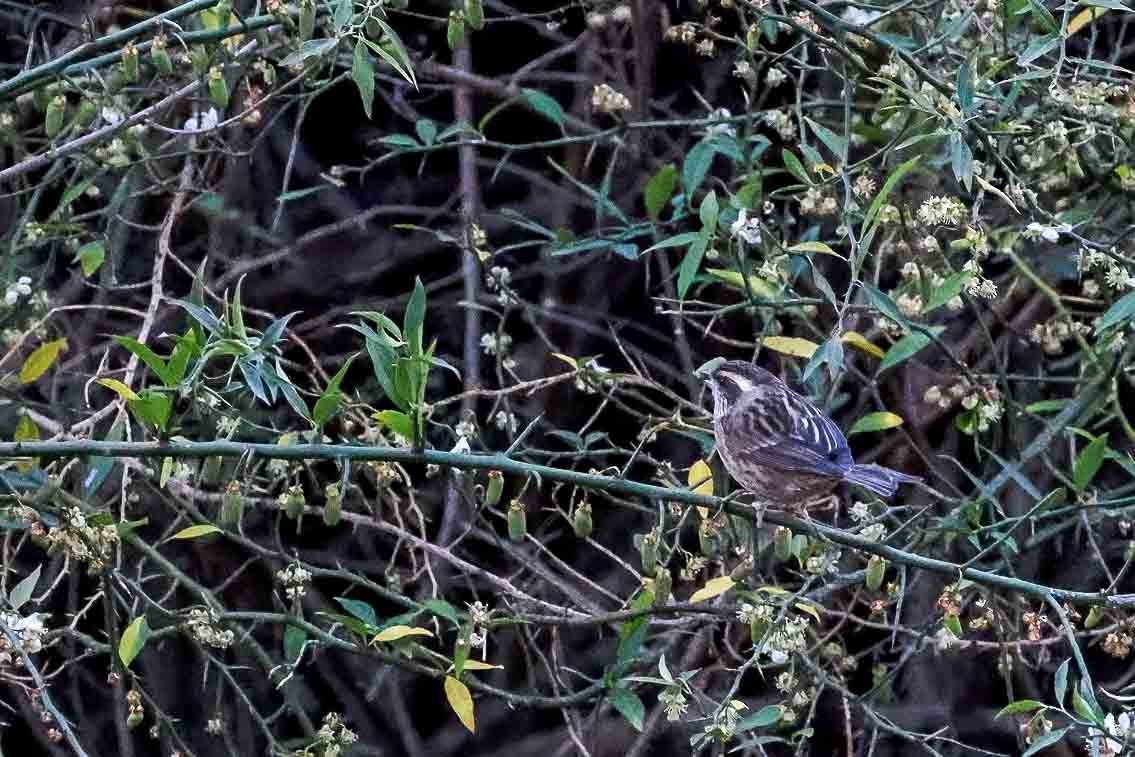 Pink-browed Rosefinch - ML631257831