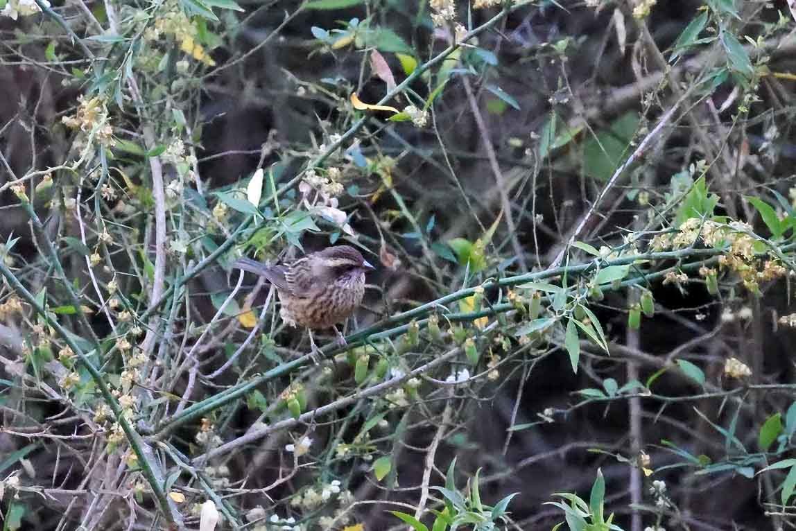 Pink-browed Rosefinch - ML631257836