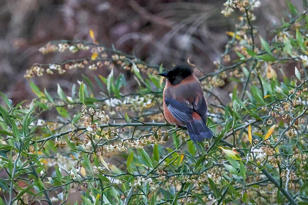 Rufous Sibia - ML631257848