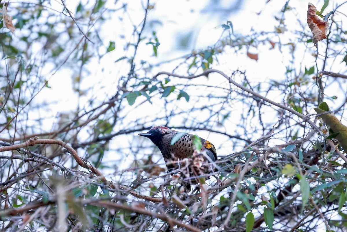 Chestnut-crowned Laughingthrush - ML631257908