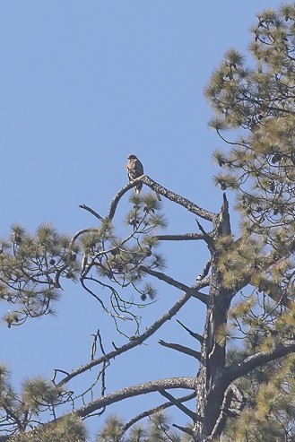 Steppe Eagle - ML631257910