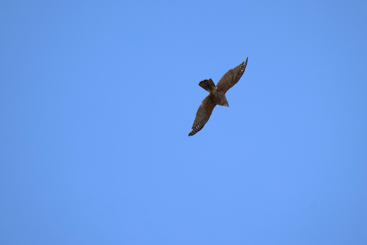 Chilean Hawk - ML631258157