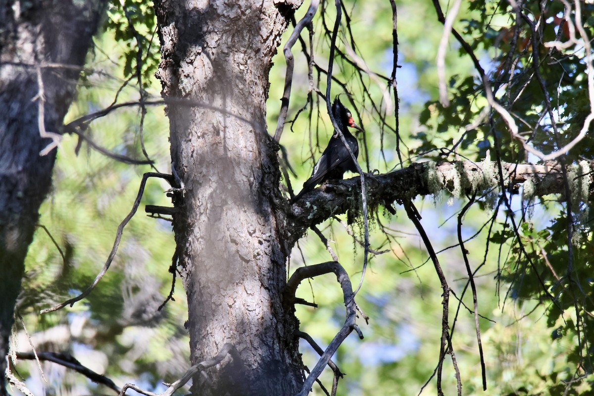 Magellanic Woodpecker - ML631258220