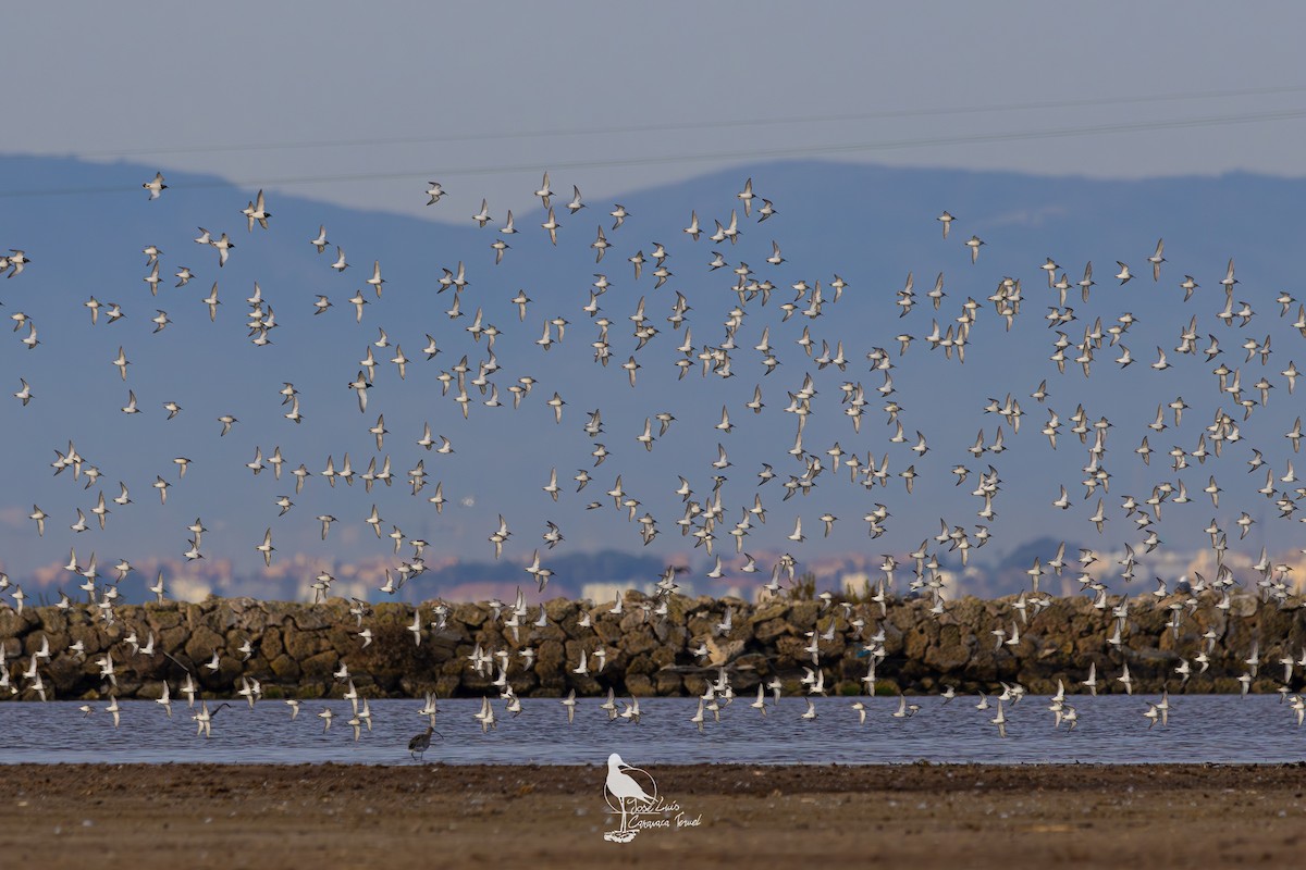 Dunlin - ML631258337
