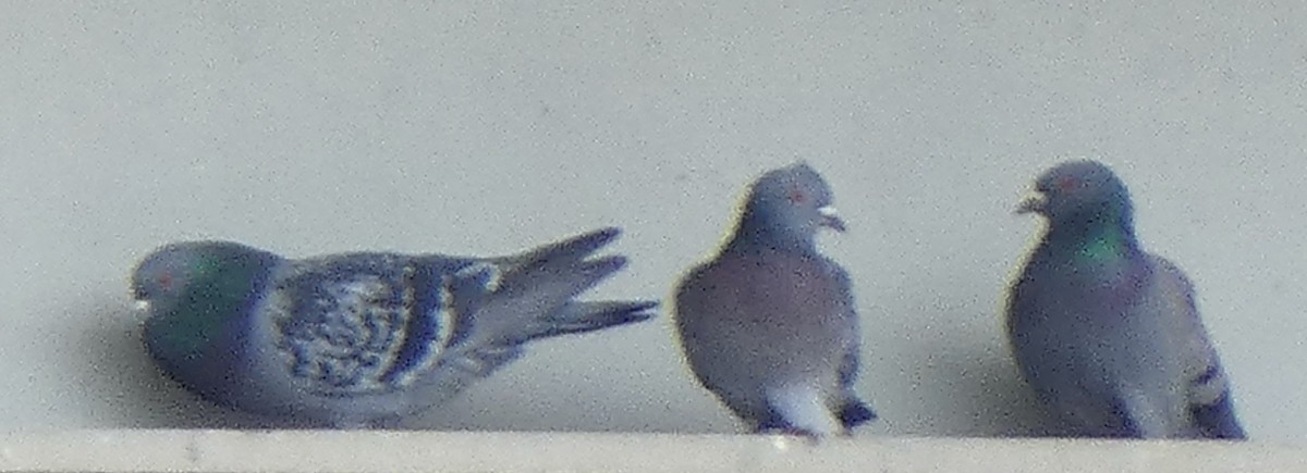 Rock Pigeon (Feral Pigeon) - ML631258355