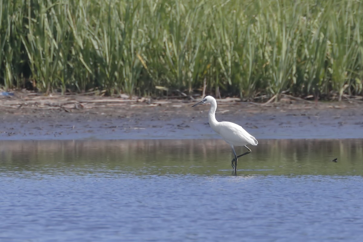 小白鷺 - ML63125841