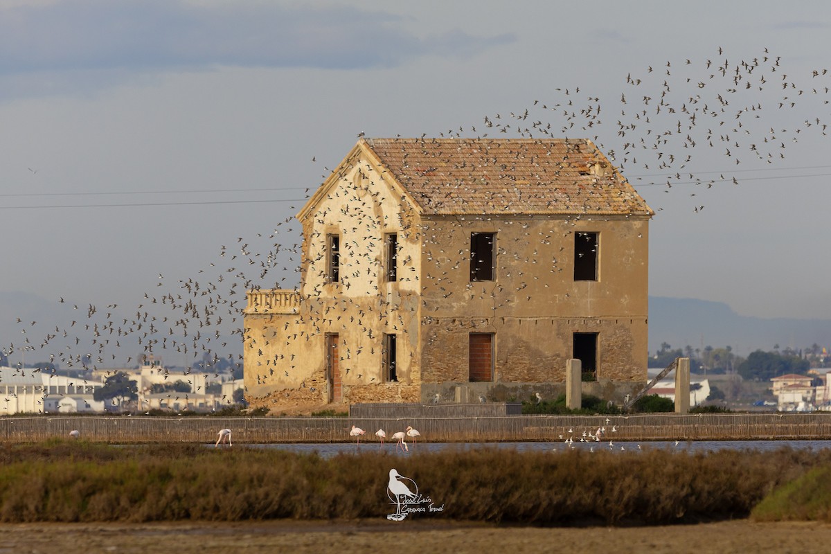 Dunlin - ML631258473