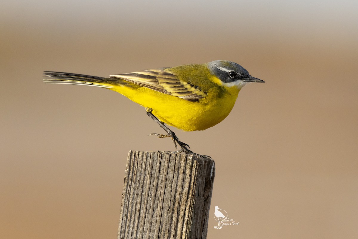 Western Yellow Wagtail - ML631258485