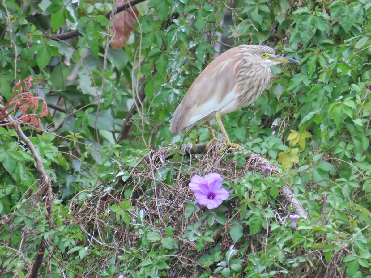 アカガシラサギ - ML631258752