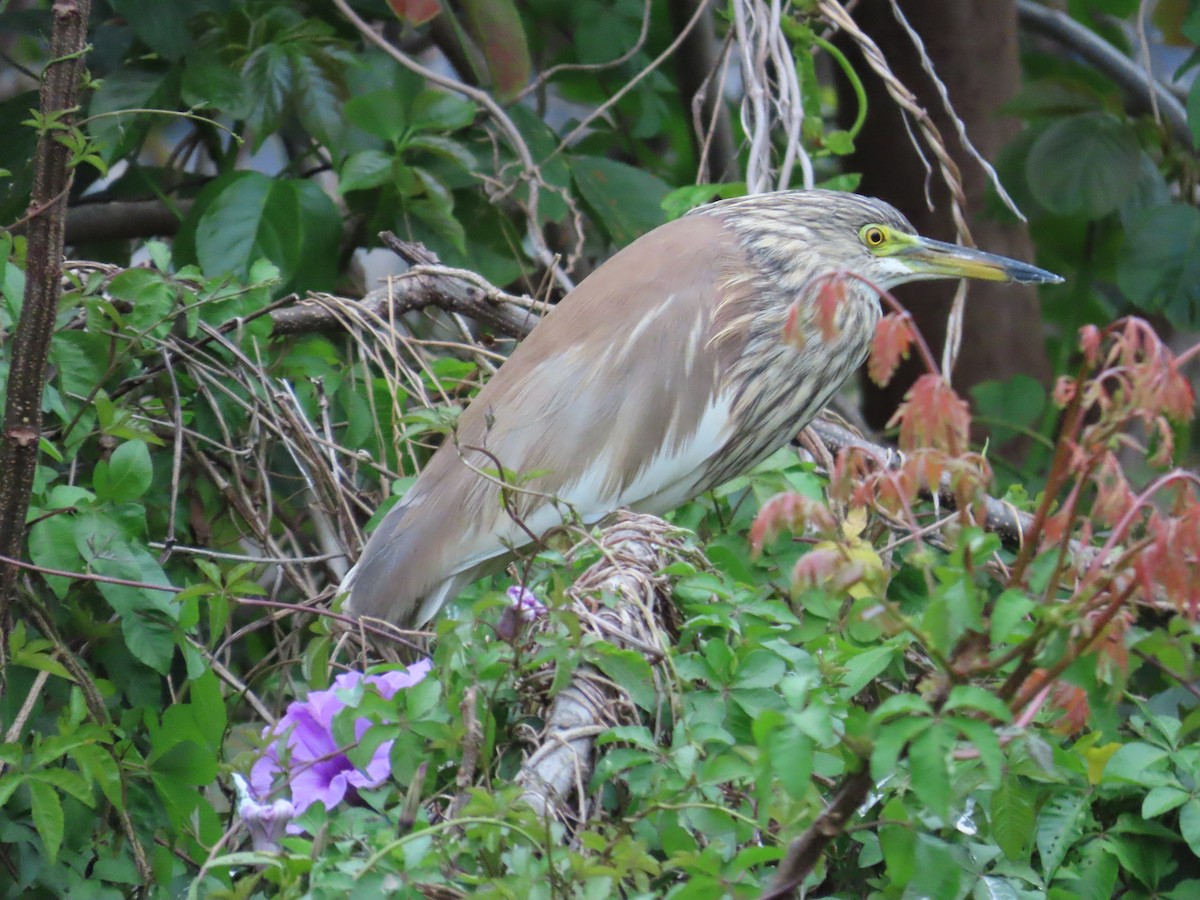 アカガシラサギ - ML631258789
