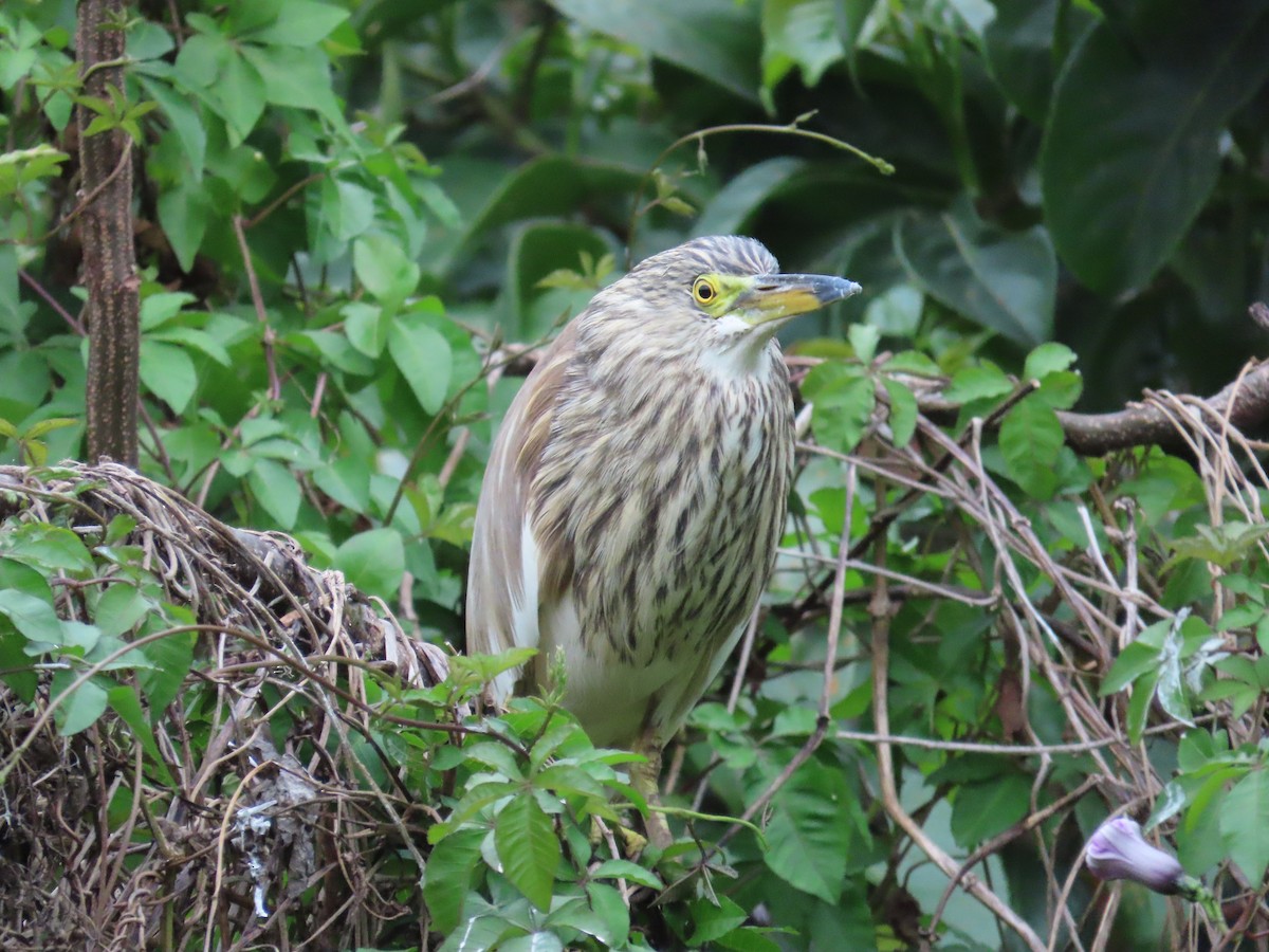 アカガシラサギ - ML631258846